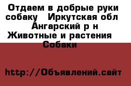 Отдаем в добрые руки собаку - Иркутская обл., Ангарский р-н Животные и растения » Собаки   